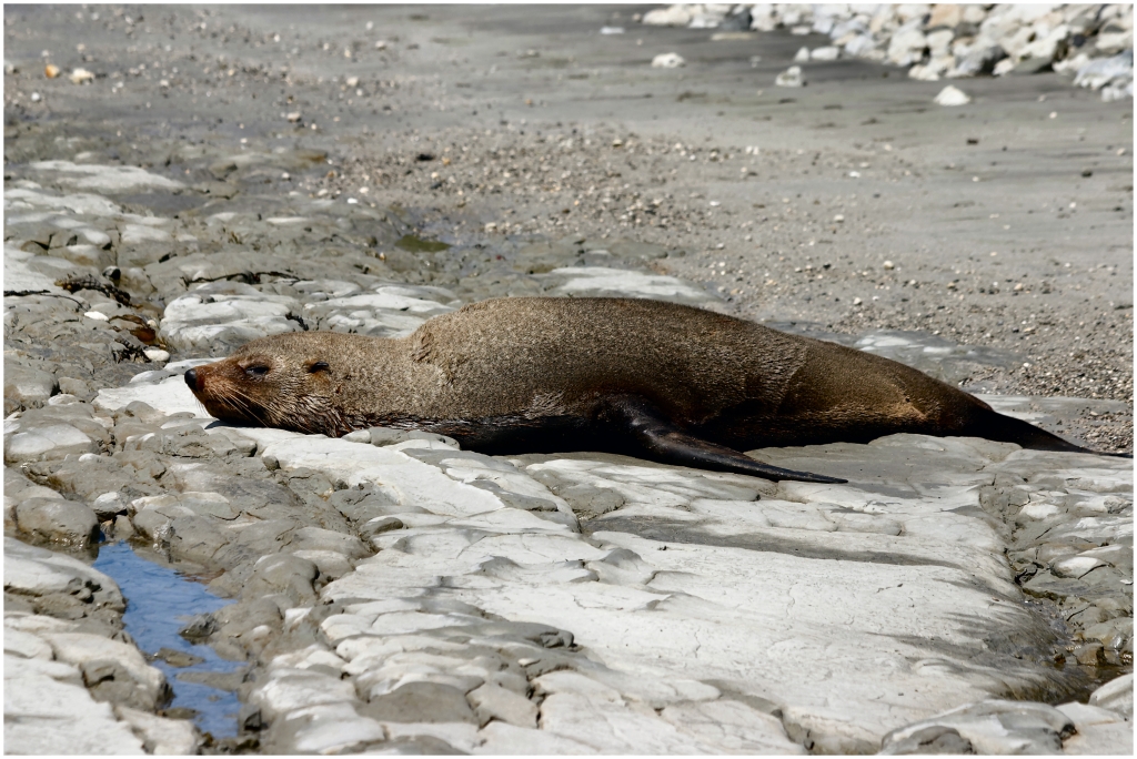 14 - Kaikoura (09).jpg